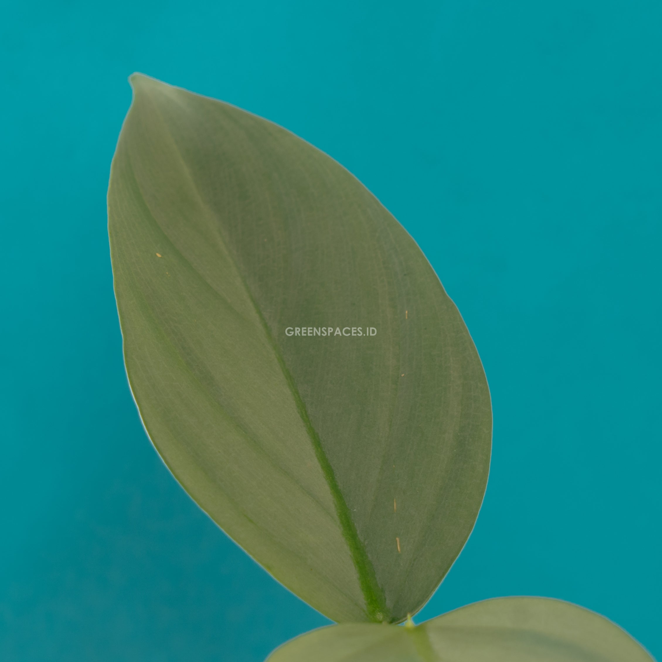 Philodendron Hastatum - Silver Sword