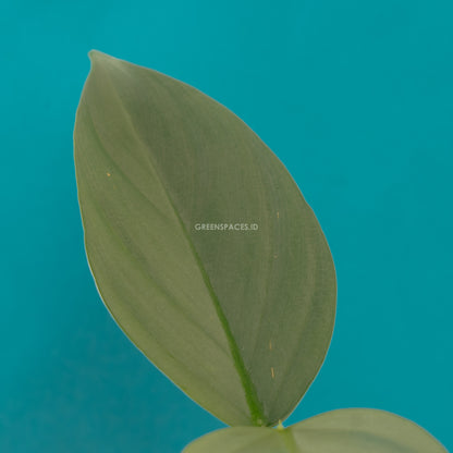 Philodendron Hastatum - Silver Sword