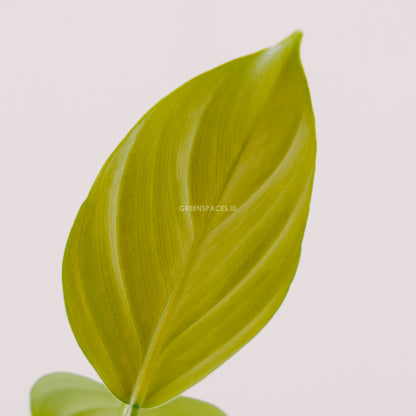 Philodendron Hastatum - Silver Sword