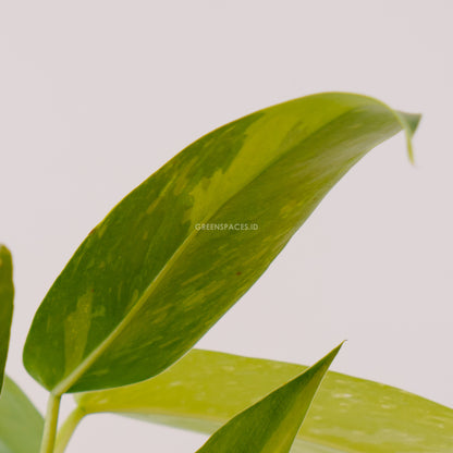 Philodendron Jose Buono Big size