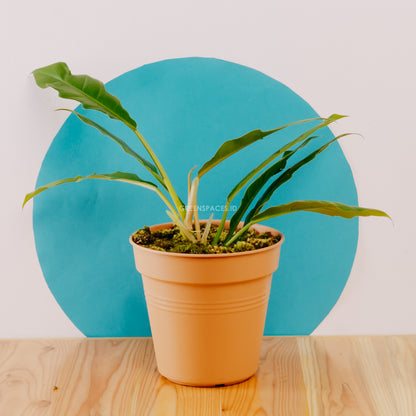 Philodendron Jungle Boogie