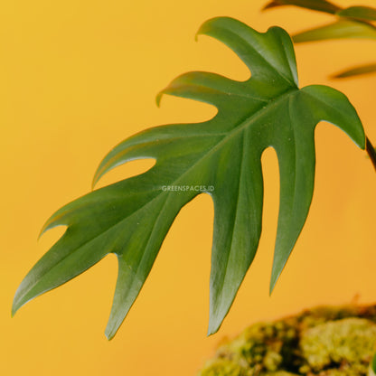 Philodendron mayoi - Greenspaces.id