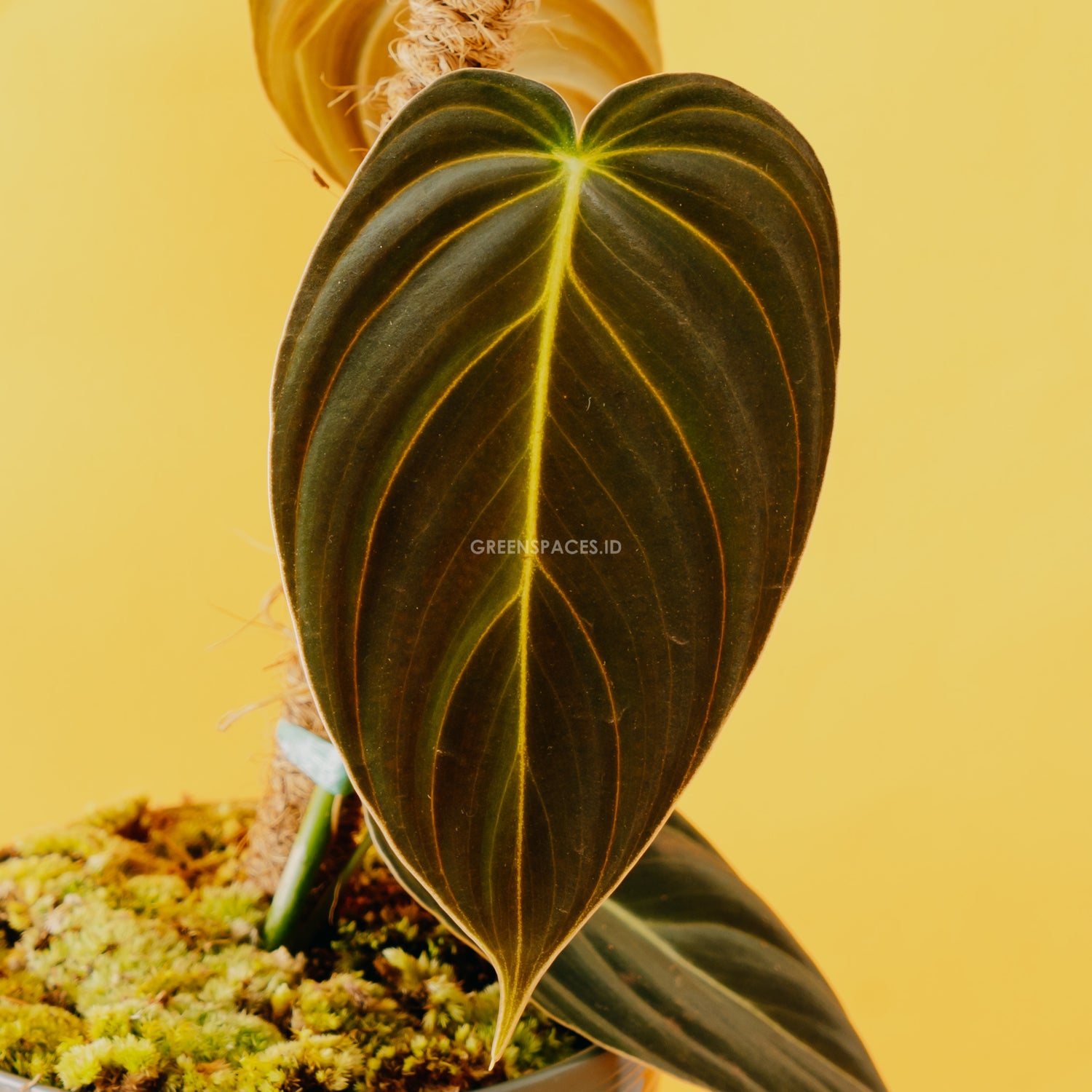Philodendron melanochrysum - Greenspaces.id