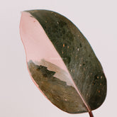 Philodendron pink princess - Greenspaces.id