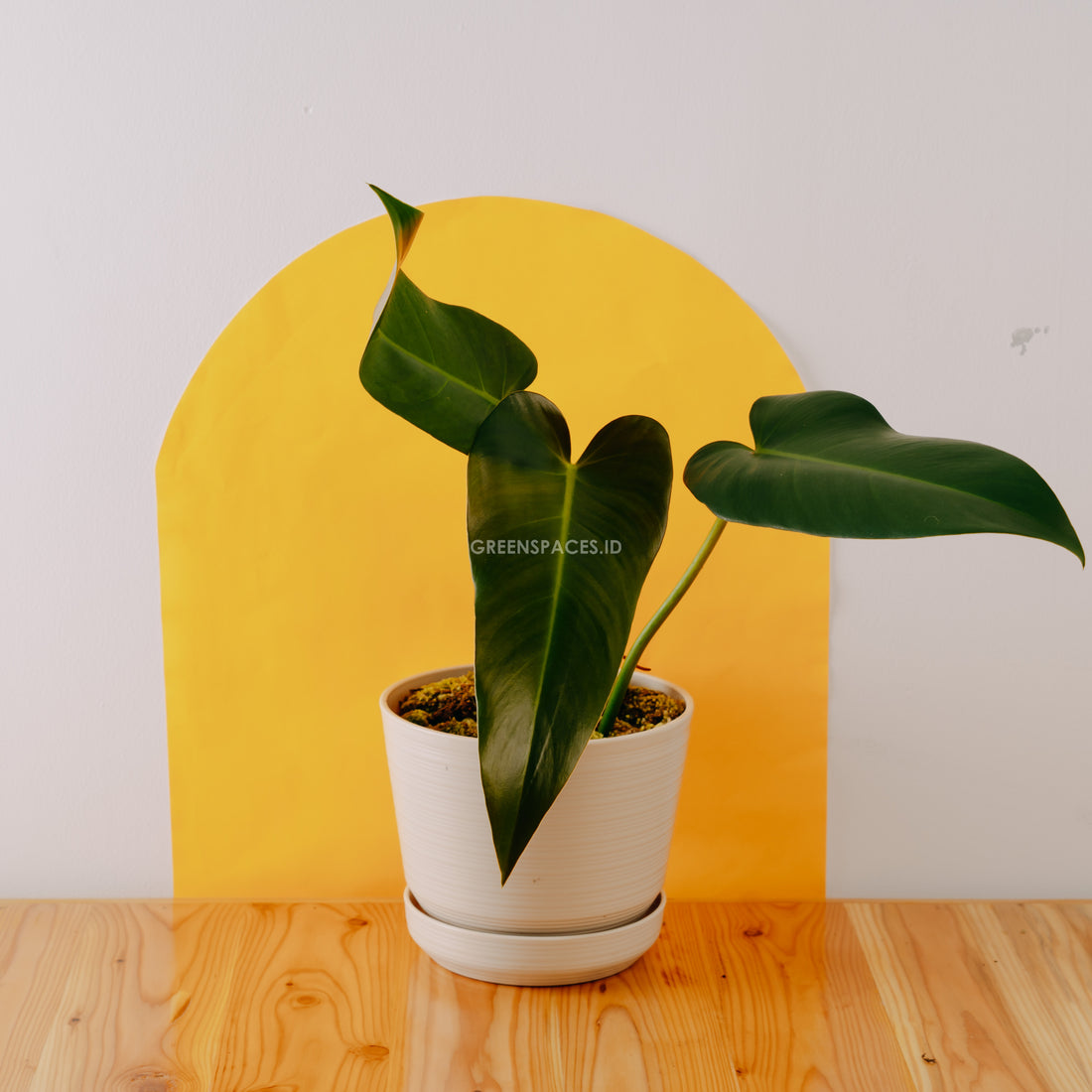 Philodendron red queen - Greenspaces.id