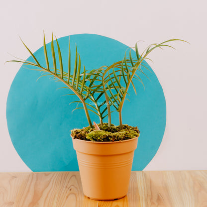 Philodendron Tortum