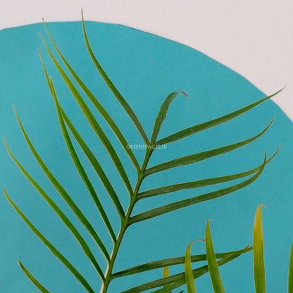 Philodendron Tortum