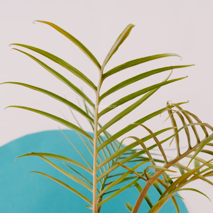 Philodendron Tortum