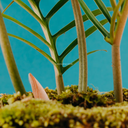 Philodendron Tortum