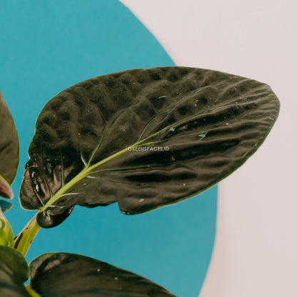 Piper Holland - Greenspaces.id