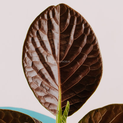 Piper Holland - Greenspaces.id