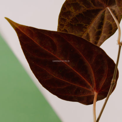 Piper crocatum - Greenspaces.id