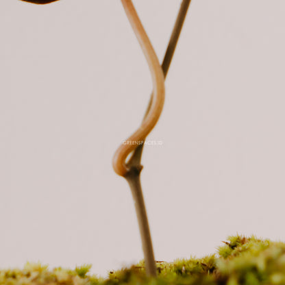 Piper crocatum - Greenspaces.id