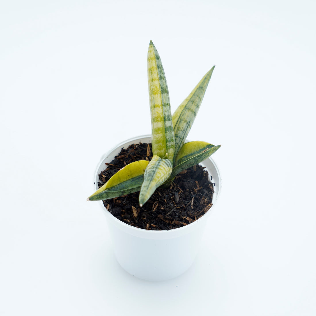 Sansevieria Boncellensis Variegated -  Greenspaces.id