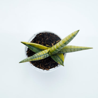 Sansevieria Boncellensis Variegated -  Greenspaces.id