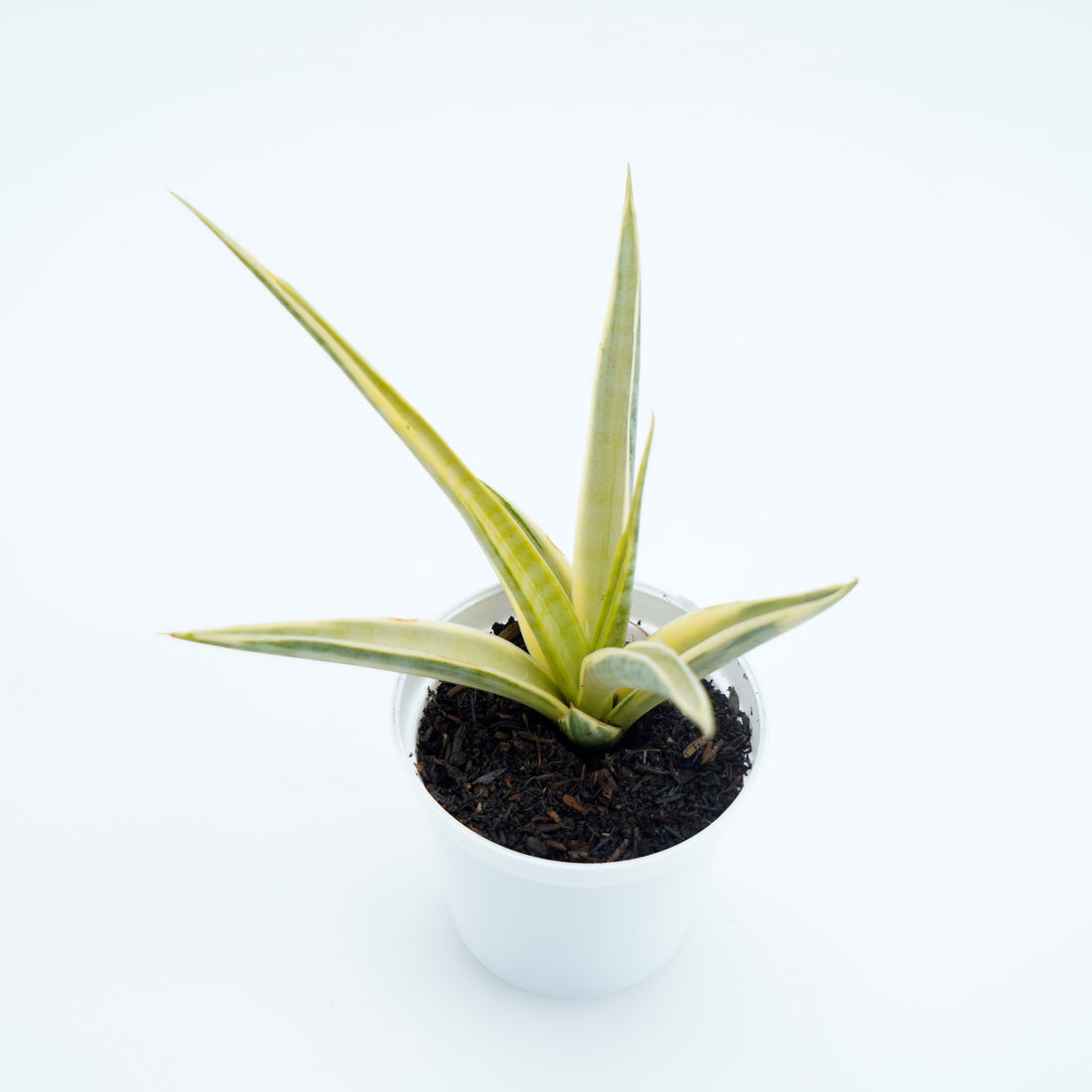 Sansevieria Gracillima - Greenspaces.id