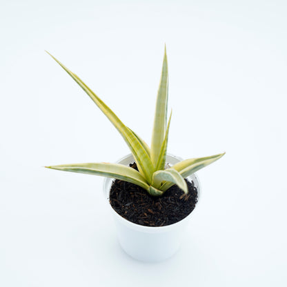 Sansevieria Gracillima - Greenspaces.id