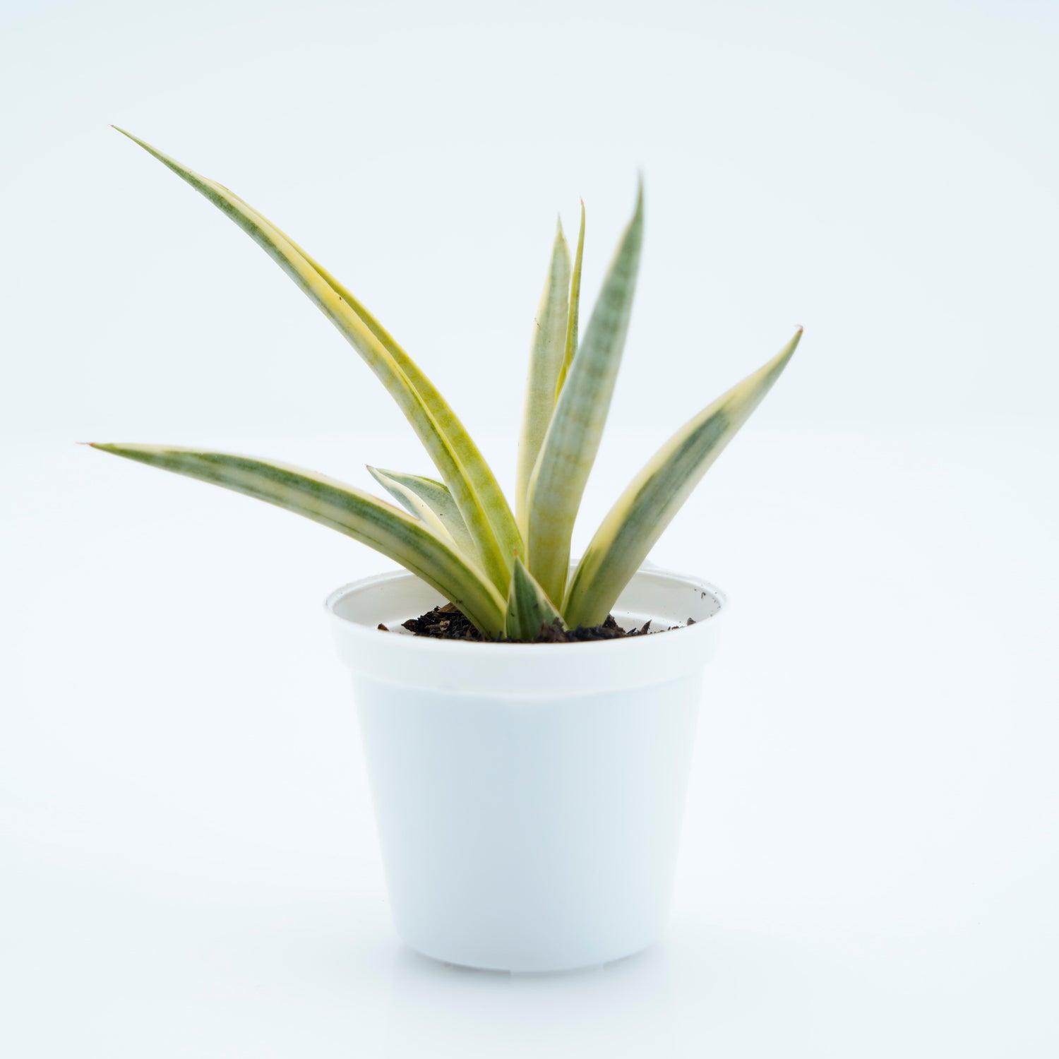 Sansevieria Gracillima - Greenspaces.id