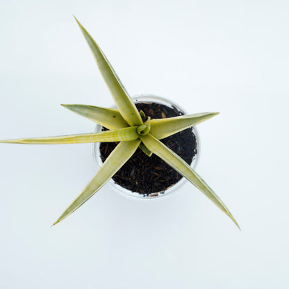 Sansevieria Gracillima - Greenspaces.id