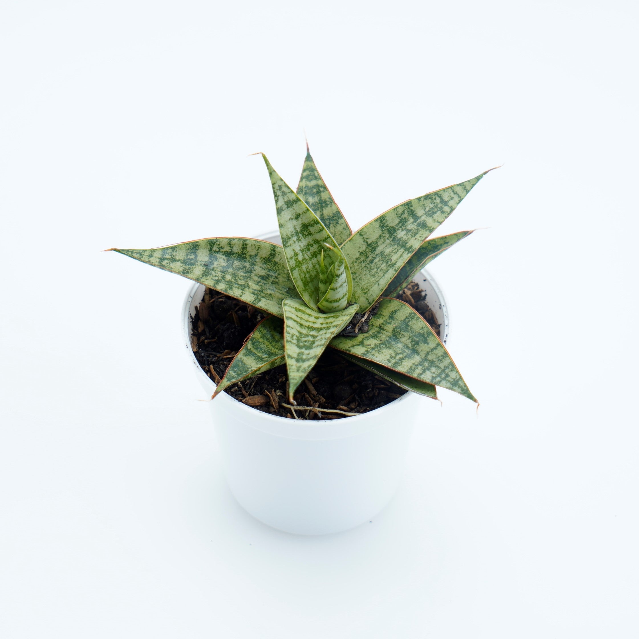 Sansevieria Hybrid Love - Greenspaces.id