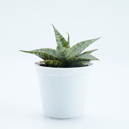 Sansevieria Hybrid Love - Greenspaces.id