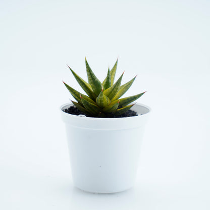 Sansevieria Pracisii Variegated - Greenspaces.id