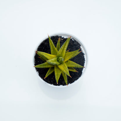 Sansevieria Pracisii Variegated - Greenspaces.id