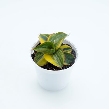 Sansevieria Samurai Swart - Greenspaces.id