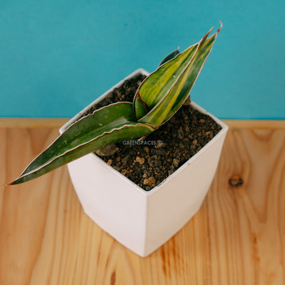 sansevieria johannesburg Sansevieria Robusta Dwarp