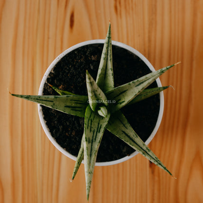 Sansevieria Cinta - Greenspaces.id