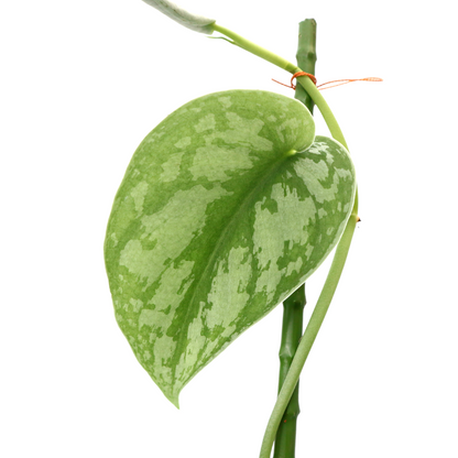Scindapsus Exotica - Greenspaces.id