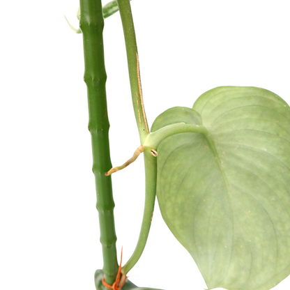 Scindapsus Exotica - Greenspaces.id