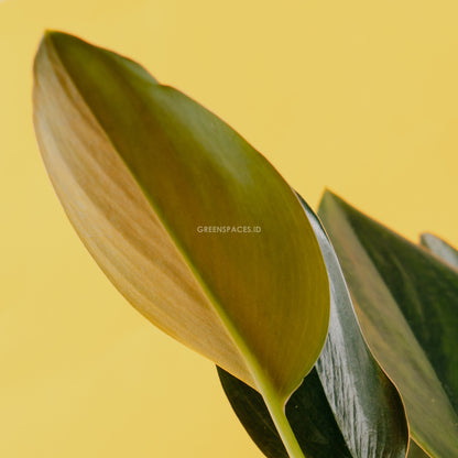 Scindapsus Treubi Black - Greenspaces.id