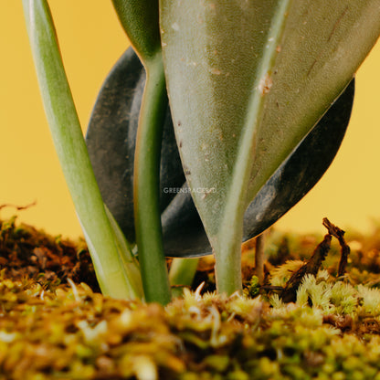 Scindapsus Treubi Black - Greenspaces.id