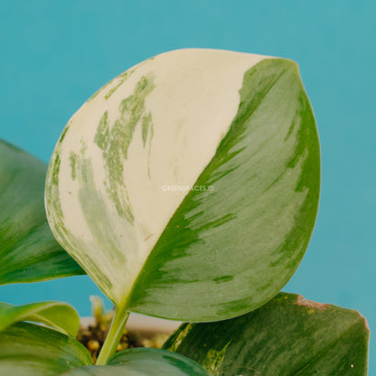 Scindapsus moonlight variegated - Greenspaces.id