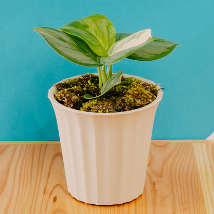 Scindapsus moonlight variegated - Greenspaces.id