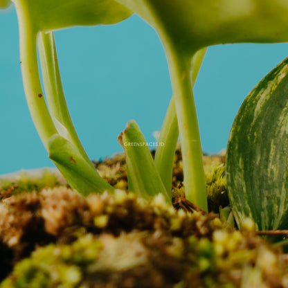 Scindapsus moonlight variegated - Greenspaces.id