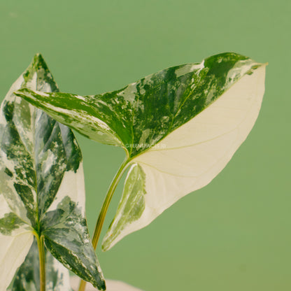 Syngonium albo variegated  - Greenspaces.id