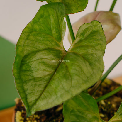 Syngonium Allusion Mango  - Greenspaces.id