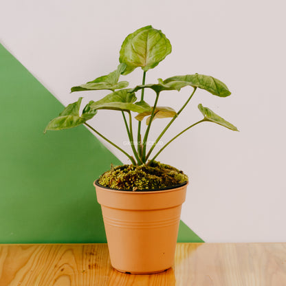 Syngonium Allusion Mango  - Greenspaces.id