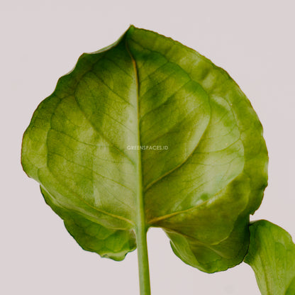 Syngonium Allusion Mango  - Greenspaces.id
