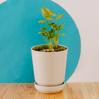 Syngonium Allusion Mini
