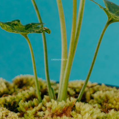 Syngonium Army  - Greenspaces.id