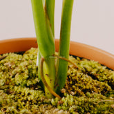 Syngonium Chiapense variegated  - Greenspaces.id