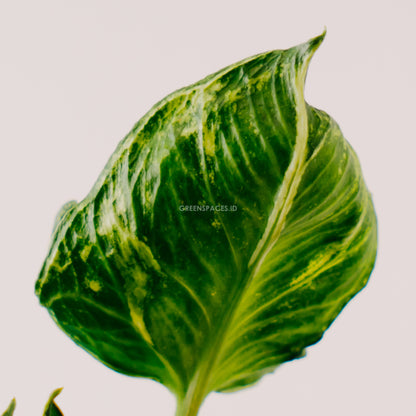 Syngonium Godzilla