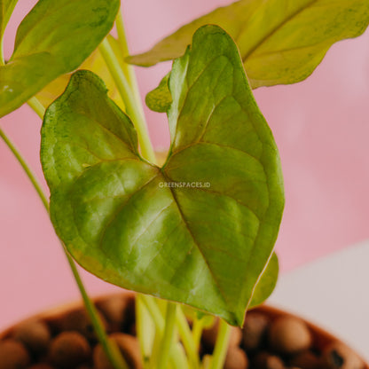 Syngonium Golden  - Greenspaces.id 