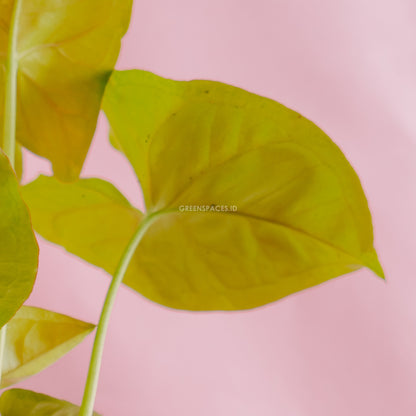 Syngonium Golden  - Greenspaces.id 