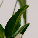 Syngonium Phodopyllum Ribbon  - Greenspaces.id