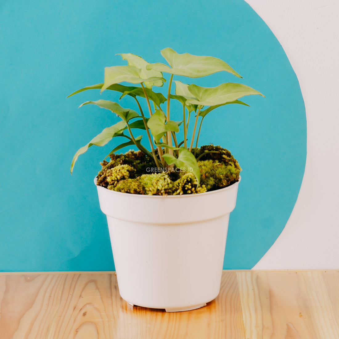 Syngonium Phodopyllum white  - Greenspaces.id