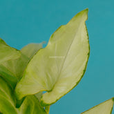 Syngonium Phodopyllum white  - Greenspaces.id